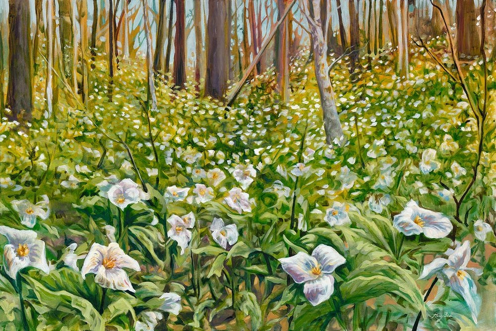 Trillium, forest of trillium, spring flowers, northern michigan, local artist, hanni gallery, harbor springs